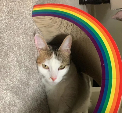 Double Rainbow Cat Scratcher Toy – Boots & Barkley - 2 Sets