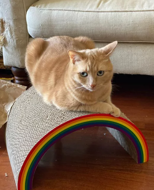 Double Rainbow Cat Scratcher Toy – Boots & Barkley - 2 Sets
